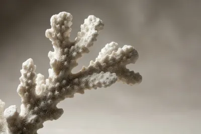 Gros plan macro sur la texture poreuse d'un corail mort parfaitement nettoyé