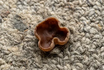 Gros plan sur une pézize des maisons, champignon de maison.