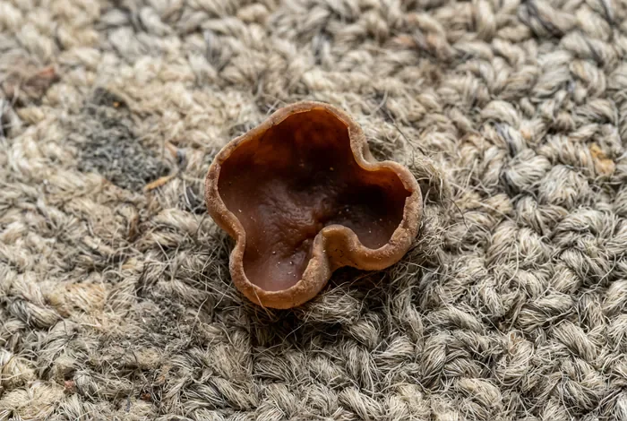 Gros plan sur une pézize des maisons, champignon de maison.