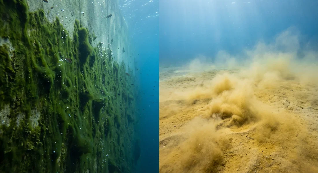 Comparaison visuelle entre les algues vertes classiques et la poudre jaune volatile.
